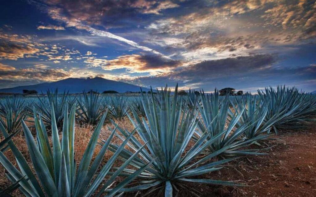 Vive Tequila